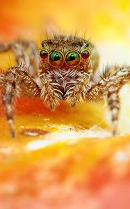 Preview wallpaper jumper, spider, close-up, eyes