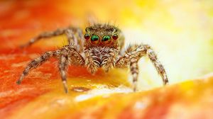 Preview wallpaper jumper, spider, close-up, eyes