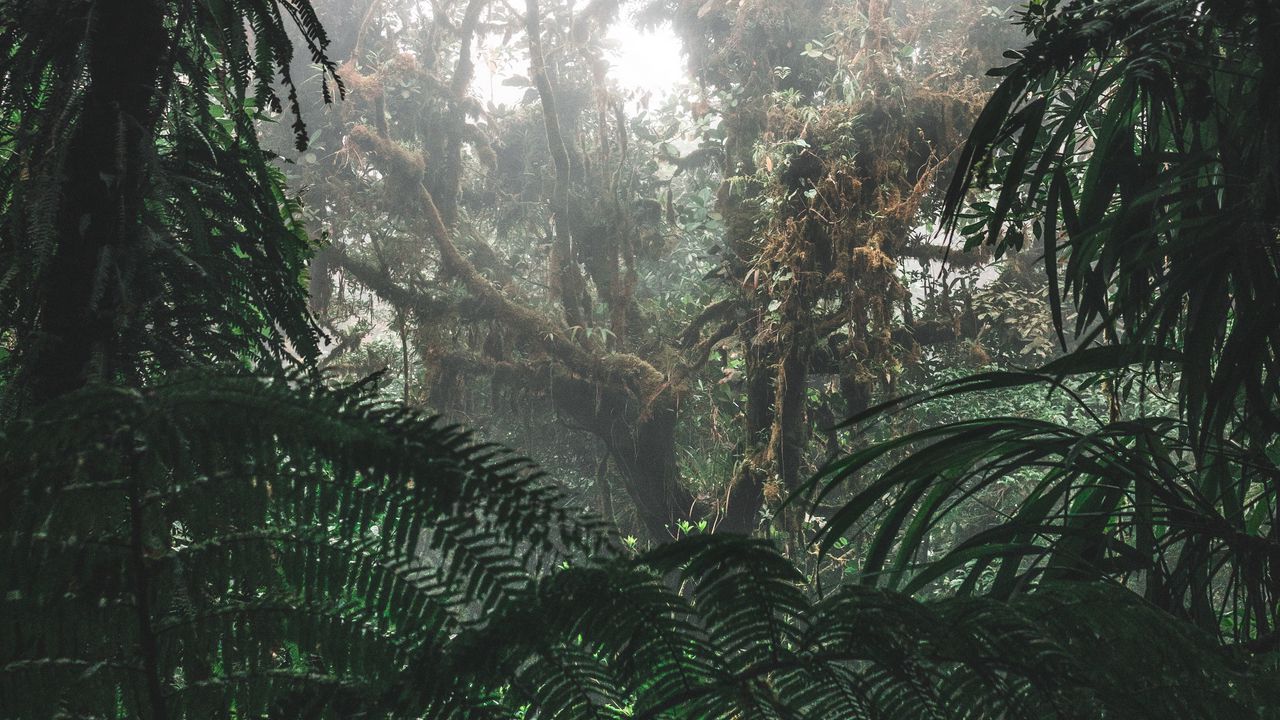 Wallpaper jungle, forest, fog, trees, bushes, tropics