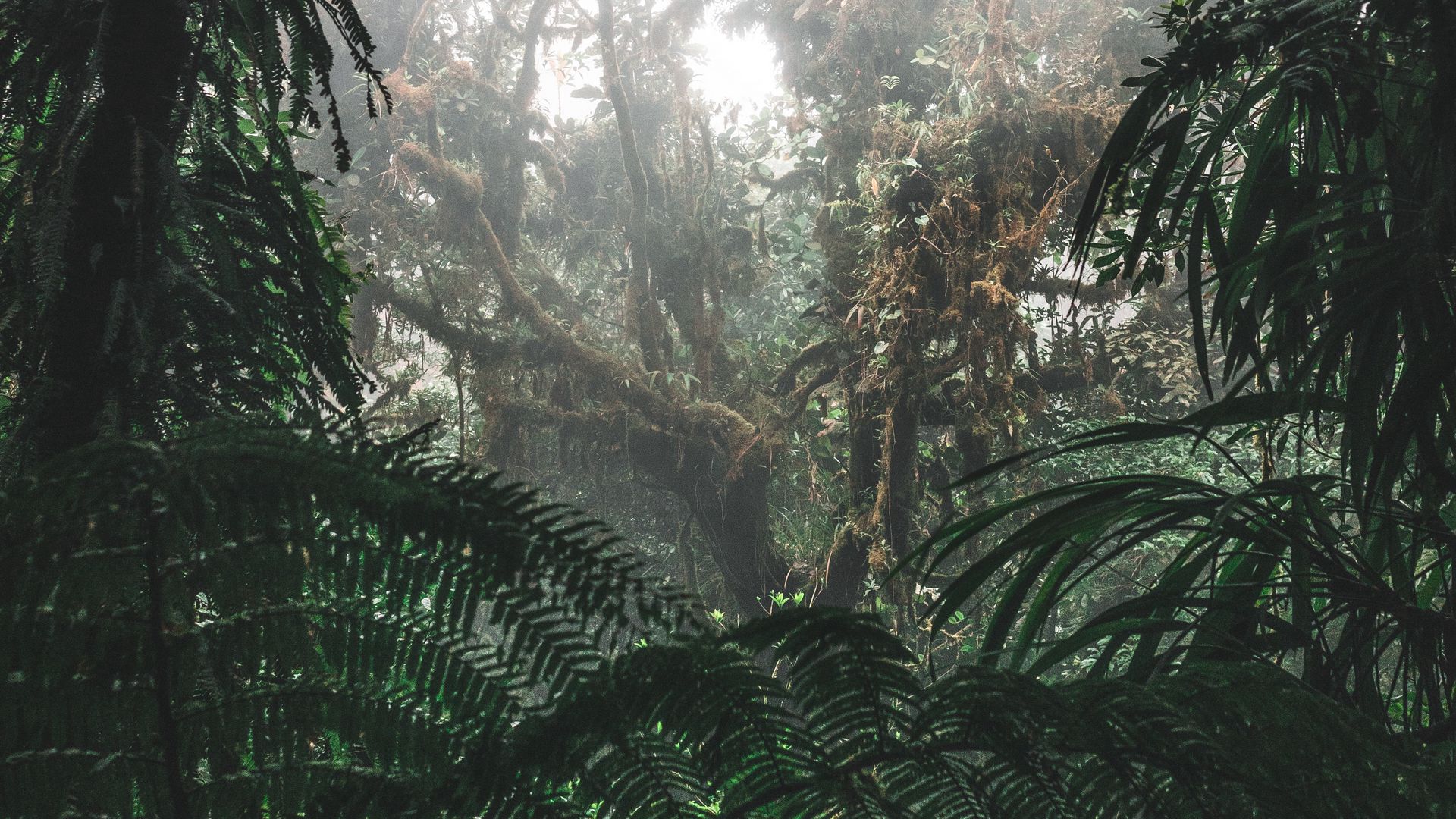 Jungle Forest Fog 147707 1920x1080 