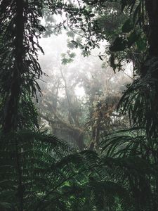 Preview wallpaper jungle, forest, fog, trees, bushes, tropics