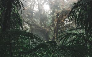 Preview wallpaper jungle, forest, fog, trees, bushes, tropics