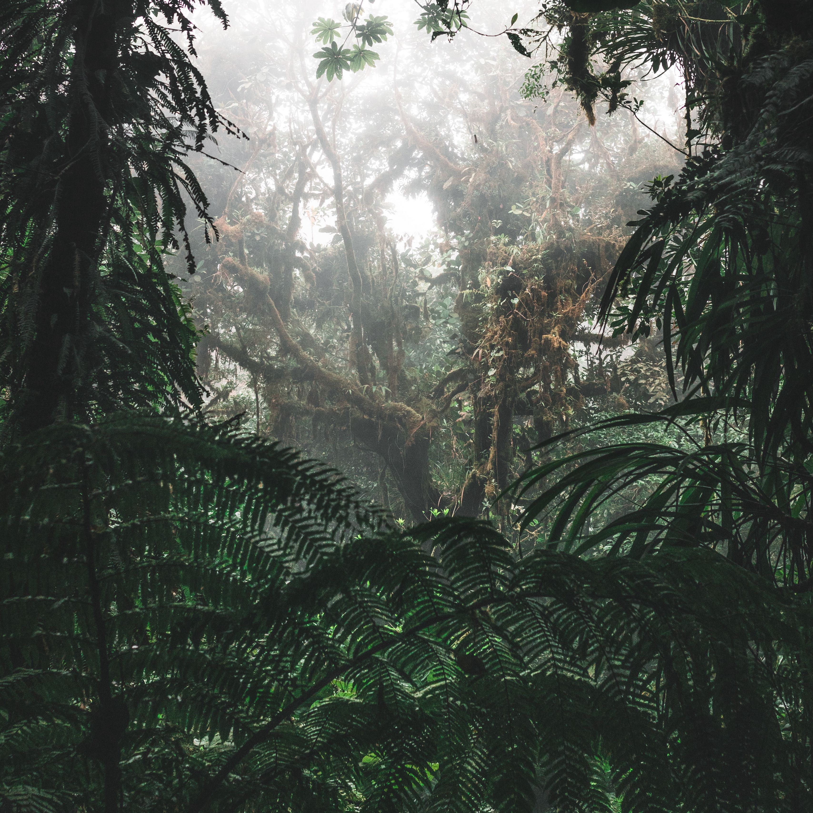 3415x3415 Wallpaper jungle, forest, fog, trees, bushes, tropics.
