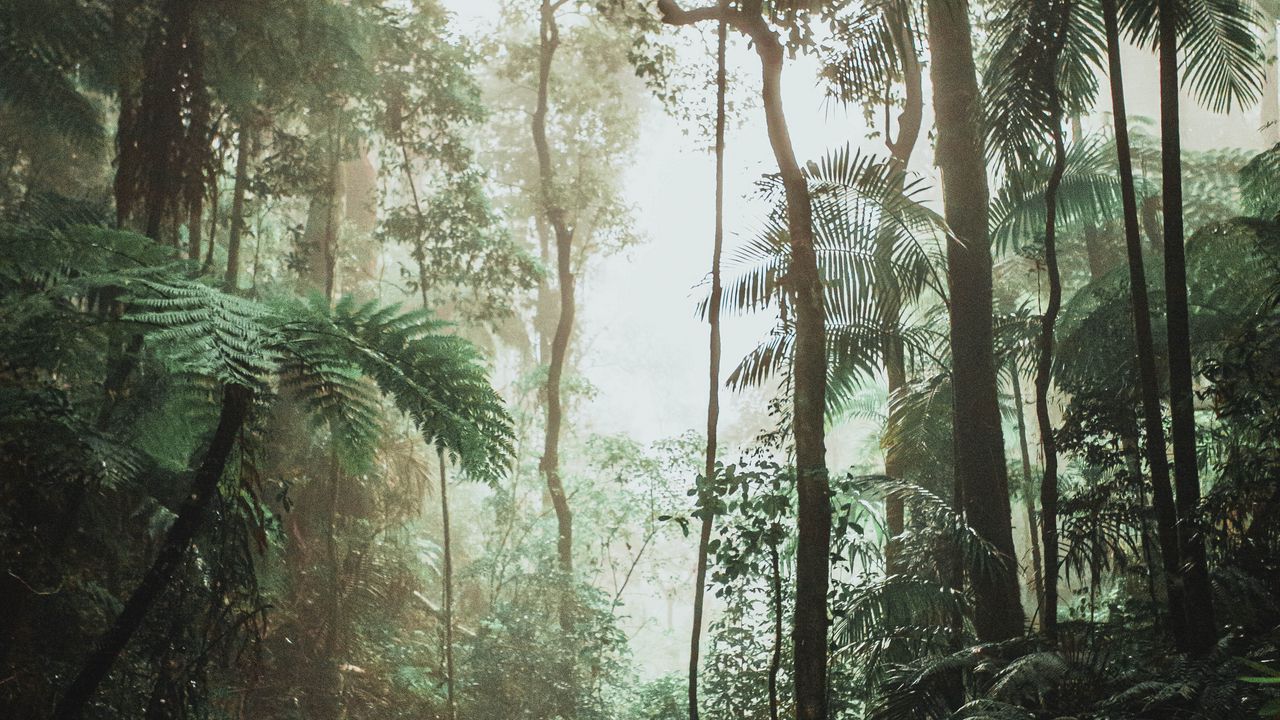 Wallpaper jungle, forest, liana, trees