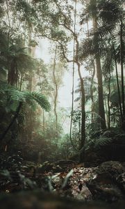 Preview wallpaper jungle, forest, liana, trees
