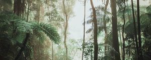 Preview wallpaper jungle, forest, liana, trees