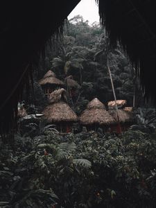 Preview wallpaper jungle, palm trees, huts, houses, tropics