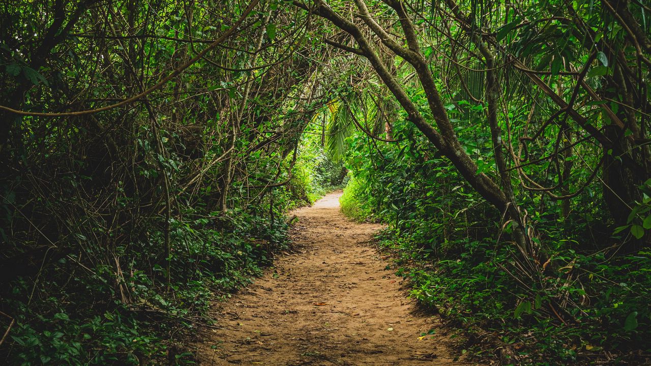 Wallpaper jungle, path, trees, bushes, nature