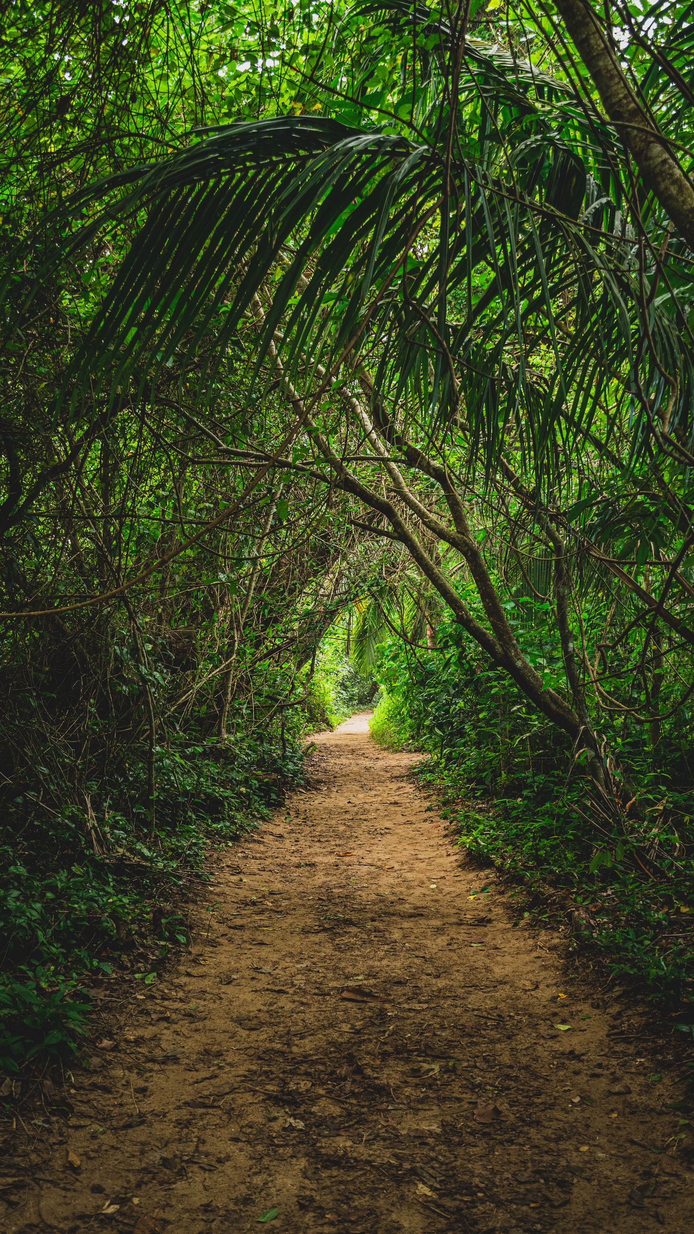 Download wallpaper jungle, path, trees, bushes, nature iphone parallax hd background