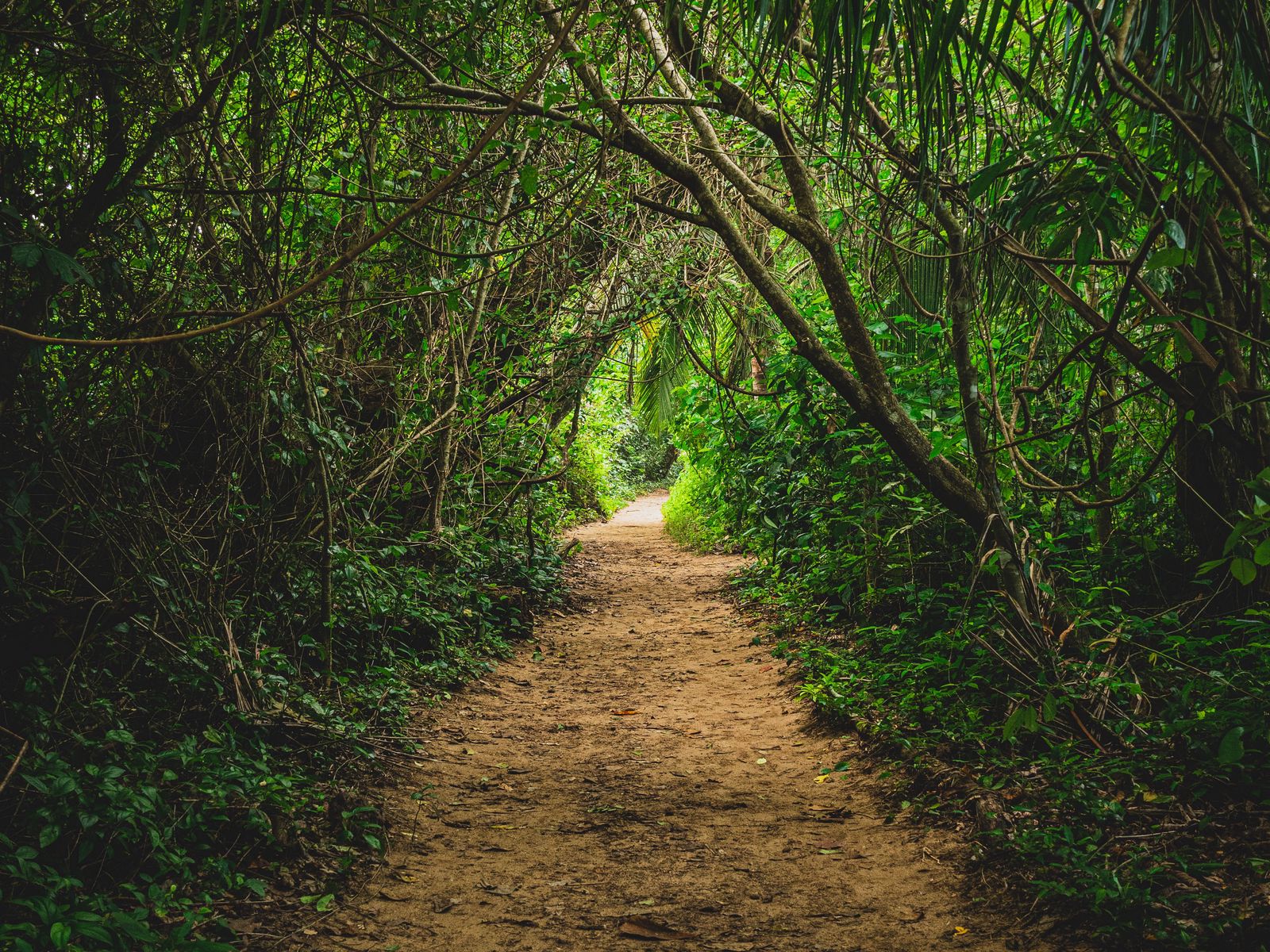 Download wallpaper 1600x1200 jungle, path, trees, bushes, nature ...