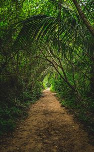 Preview wallpaper jungle, path, trees, bushes, nature