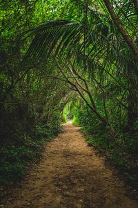 Preview wallpaper jungle, path, trees, bushes, nature