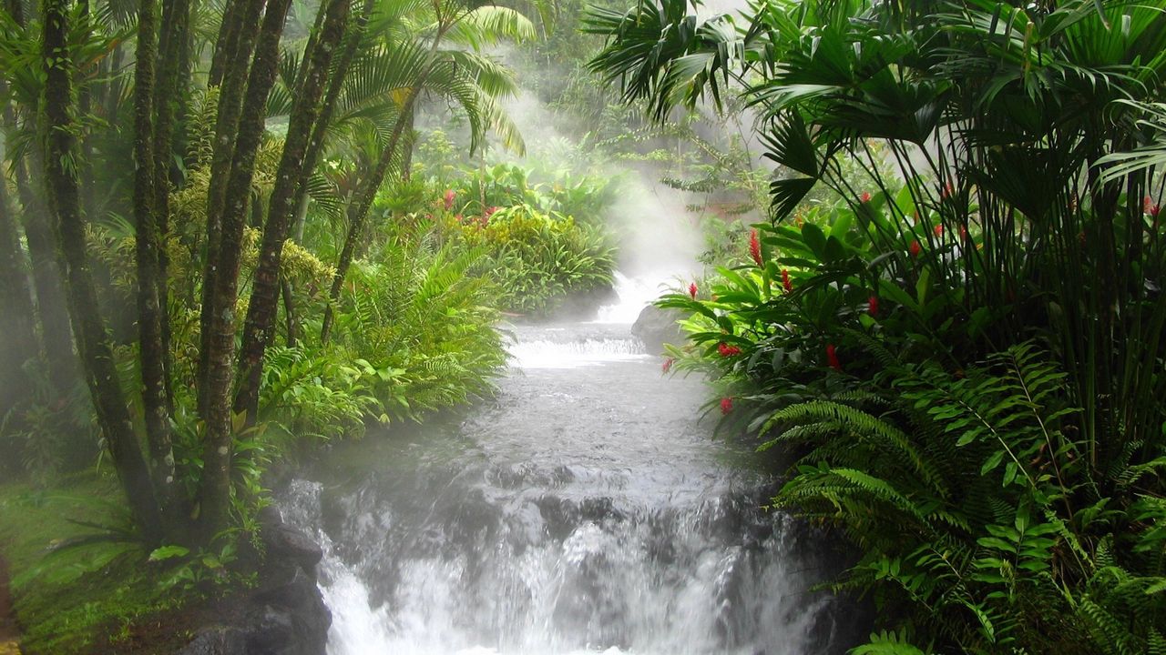 Wallpaper jungle, river, falls, vegetation, flowers, fern, stream