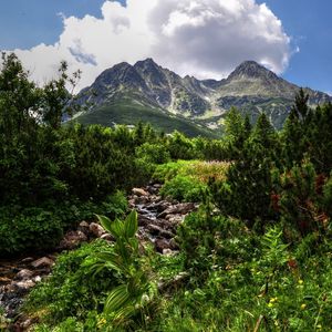 Preview wallpaper jungle, stones, vegetation, mountains