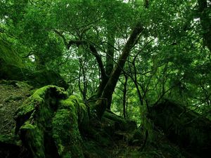 Preview wallpaper jungle, wood, green, moss, lianas, thickets