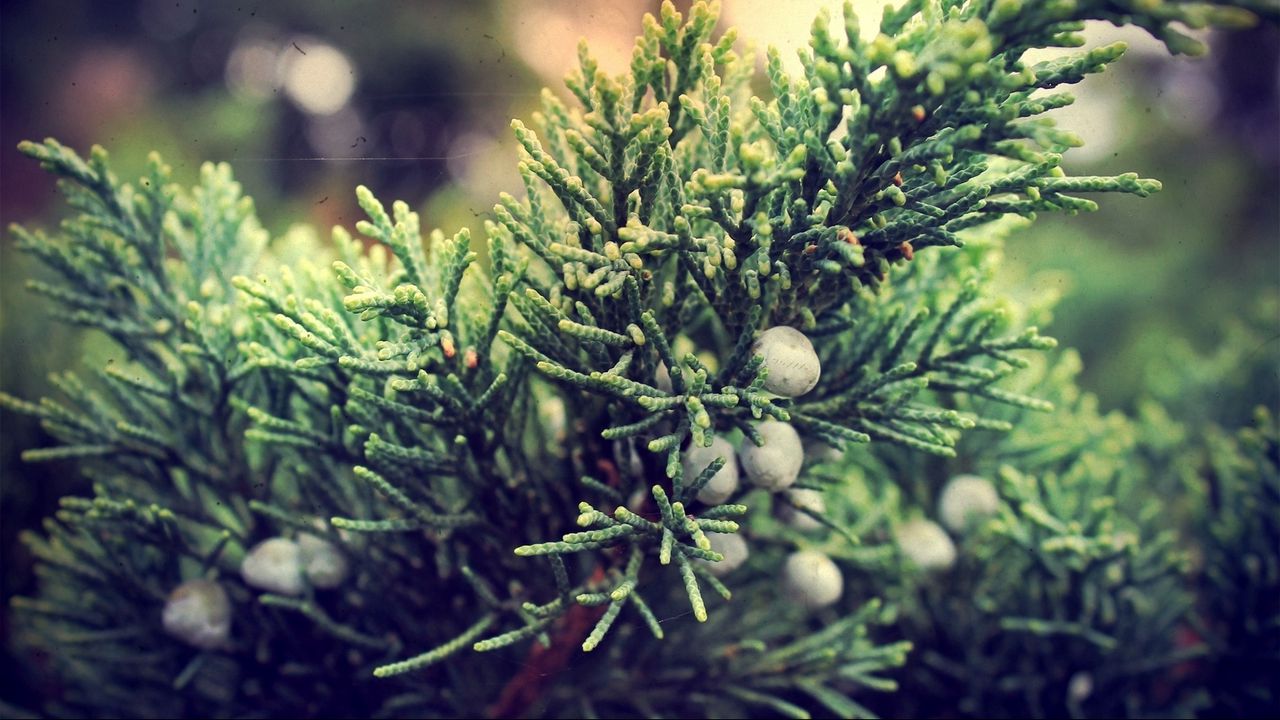 Wallpaper juniper, bush, berries, branches