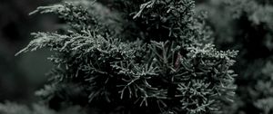 Preview wallpaper juniper, needles, evergreen, bush, branch, plant