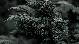 Preview wallpaper juniper, needles, evergreen, bush, branch, plant