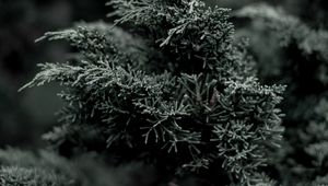 Preview wallpaper juniper, needles, evergreen, bush, branch, plant