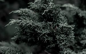 Preview wallpaper juniper, needles, evergreen, bush, branch, plant