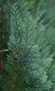 Preview wallpaper juniper, needles, tree, macro, green