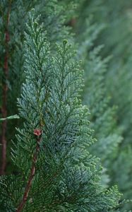 Preview wallpaper juniper, needles, tree, macro, green