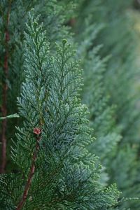 Preview wallpaper juniper, needles, tree, macro, green