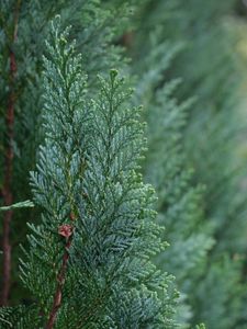 Preview wallpaper juniper, needles, tree, macro, green