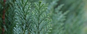 Preview wallpaper juniper, needles, tree, macro, green