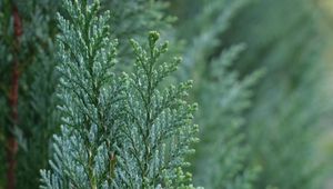 Preview wallpaper juniper, needles, tree, macro, green