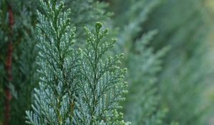 Preview wallpaper juniper, needles, tree, macro, green