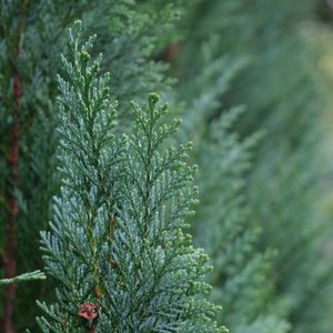 Preview wallpaper juniper, needles, tree, macro, green