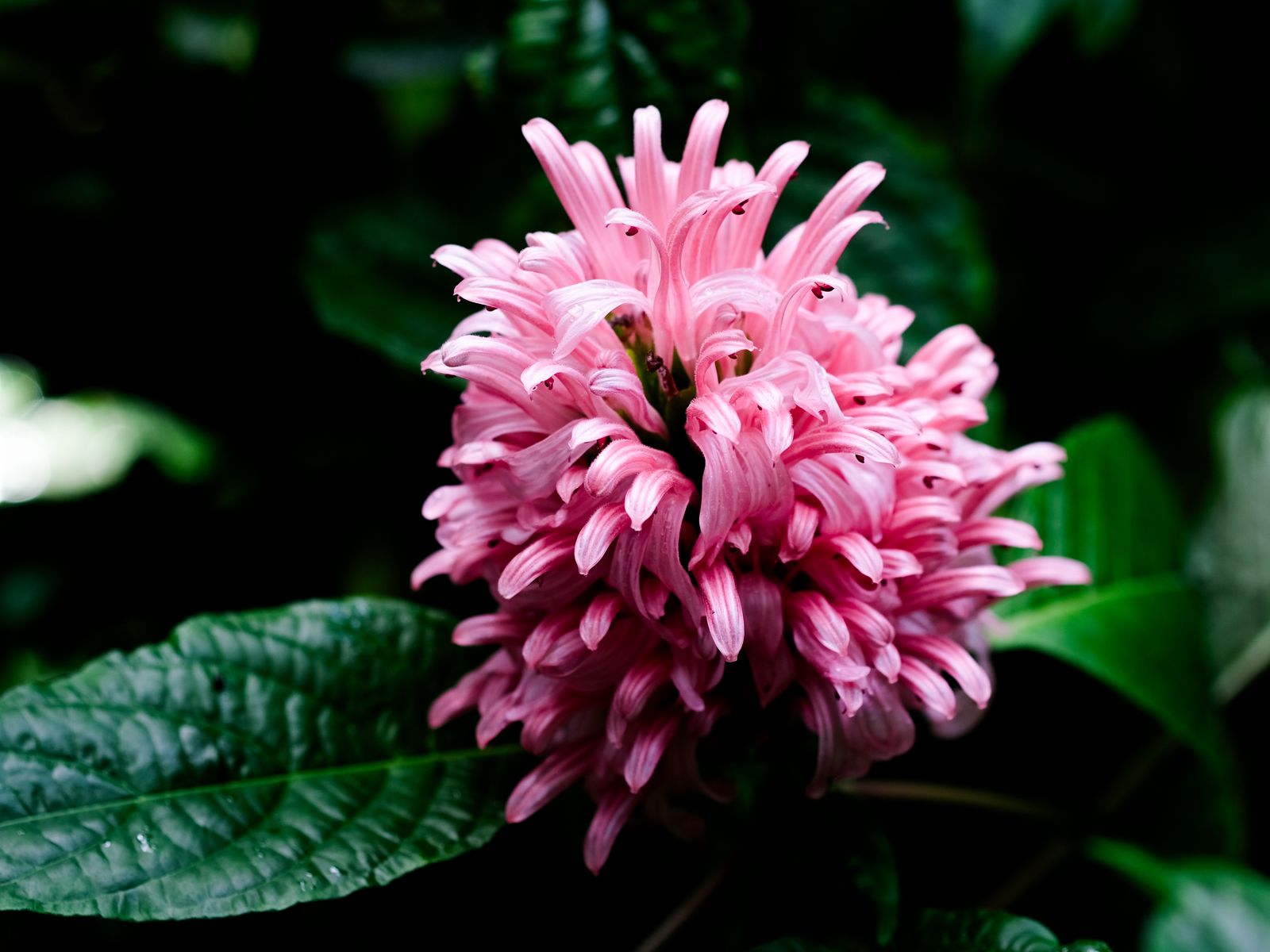Download wallpaper 1600x1200 justicia carnea, flower, inflorescence