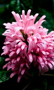 Preview wallpaper justicia carnea, flower, inflorescence, petals, macro