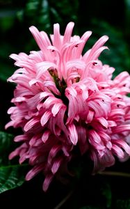 Preview wallpaper justicia carnea, flower, inflorescence, petals, macro