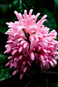 Preview wallpaper justicia carnea, flower, inflorescence, petals, macro