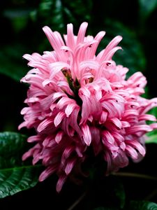 Preview wallpaper justicia carnea, flower, inflorescence, petals, macro