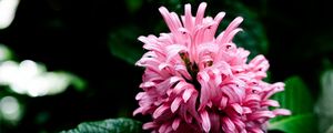 Preview wallpaper justicia carnea, flower, inflorescence, petals, macro