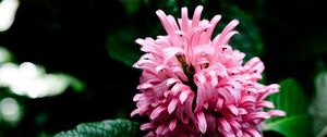 Preview wallpaper justicia carnea, flower, inflorescence, petals, macro