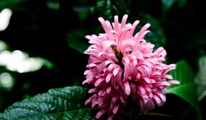 Preview wallpaper justicia carnea, flower, inflorescence, petals, macro