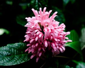 Preview wallpaper justicia carnea, flower, inflorescence, petals, macro