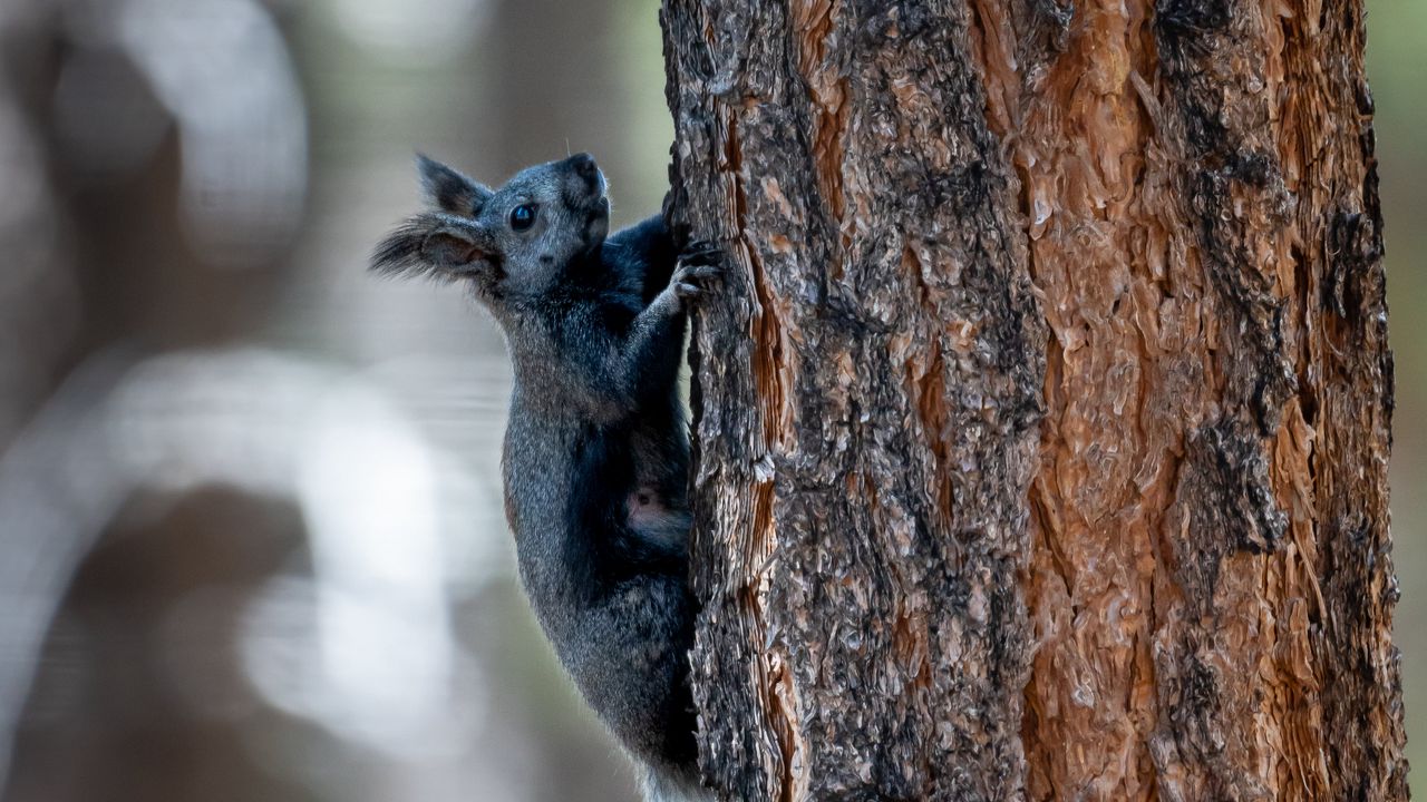 Wallpaper kaibab squirrel, squirrel, rodent, furry