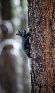 Preview wallpaper kaibab squirrel, squirrel, rodent, furry