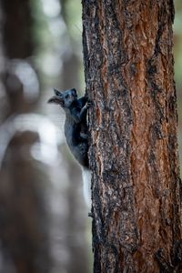 Preview wallpaper kaibab squirrel, squirrel, rodent, furry