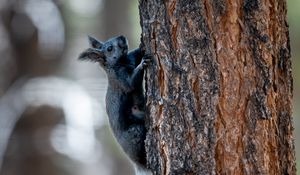 Preview wallpaper kaibab squirrel, squirrel, rodent, furry