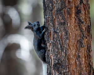 Preview wallpaper kaibab squirrel, squirrel, rodent, furry