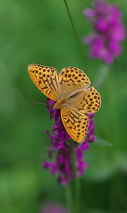 Preview wallpaper kaisermantel, butterfly, wings, insect, flowers