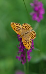 Preview wallpaper kaisermantel, butterfly, wings, insect, flowers