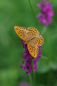 Preview wallpaper kaisermantel, butterfly, wings, insect, flowers