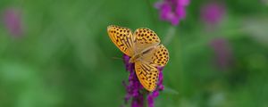 Preview wallpaper kaisermantel, butterfly, wings, insect, flowers